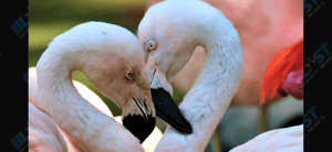 Flamingos