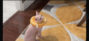 Nudacris the sphynx on TikTok