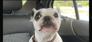 Walter Geoffrey the Frenchie