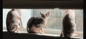 Lisa Holder's sphynx cats