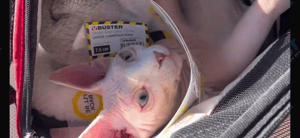 Nudacris the TikTok Sphynx