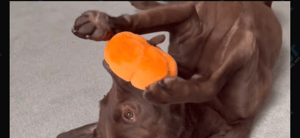 Good Boy Ollie on TikTok