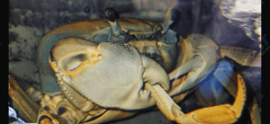 Howie the Crab