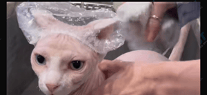 Nudacris the Sphynx on TikTok