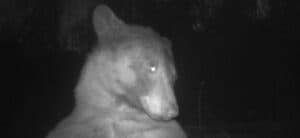 Selfie Bear