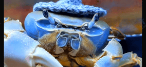 Howie the crab