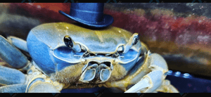 Howie the Crab