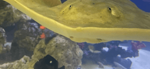 Charlotte the pregnant stingray