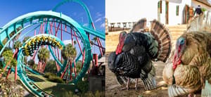 Good Gravy! Flock Of Turkeys Test Ride New Roller Coaster At Indiana Theme Park