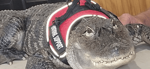 Wallygator