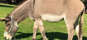 Shrek Star Perry