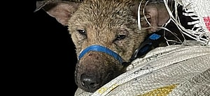 A photo of an abused dog.