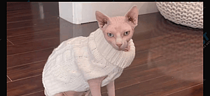 Nudacris the famous TikTok sphynx