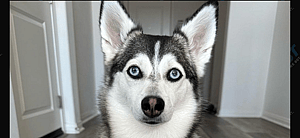 Sapphie The Pomsky on TikTok