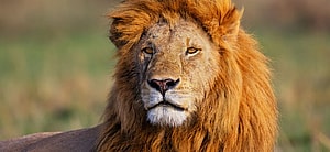 Man Mauled To Death After 'Intentionally' Jumping Into Lion's Den