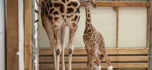San Diego Zoo Safari Park Welcomes Baby Giraffe On Betty White's Birthday!