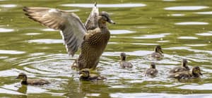 Ducks on the Thames