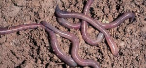 Common earthworm, Lumbricus terrestris, on wet soil surface. In its native range