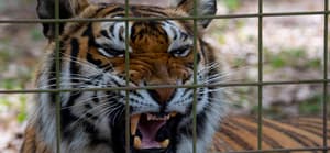 Big Cat Rescue Carole Baskin Joseph quot Joe Exotic quot Maldonado-Passage