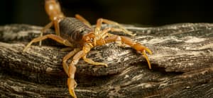 Lodger At Las Vegas Hotel Claims He Was Stung By Scorpion In His Testicles While Asleep
