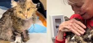 California Cat survives the Palisades wildfire