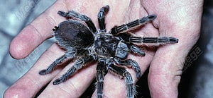 Chilean tarantula, Grammostola porteri, on top of a human hand. It is one of the