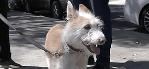 Dog Is 'Completely Out Of It' After Ingesting Cocaine In Los Angeles Park