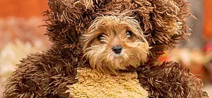 The Puppy Bowl's Smallest Competitor's Mom Breaks Silence After Her Death