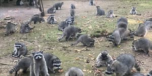 Raccoons