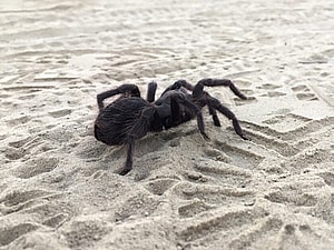 Western Desert Tarantula