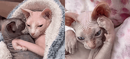 Nudacris, Nakee Minaj, and Skin Shady