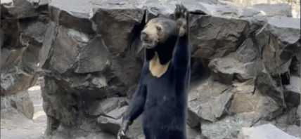 Fake Animals At A Zoo In China Sparks Outrage Among Paying Customers