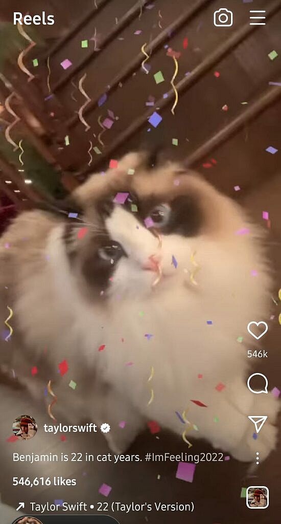 Taylor Swift and cat Benjamin Button