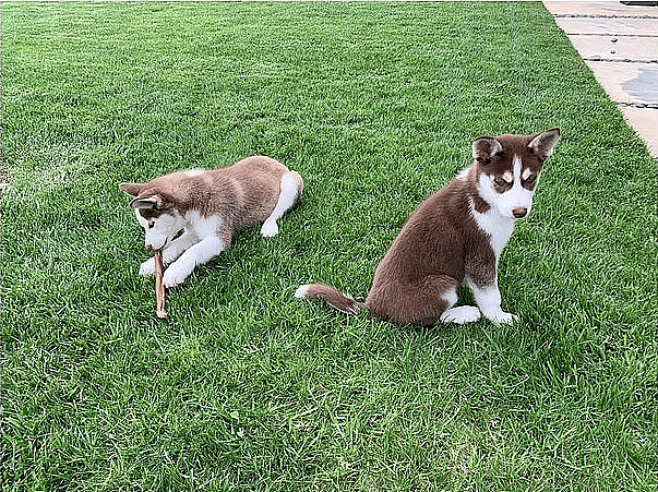 Leonardo DiCaprio Saves The Lives Of Two Dogs, Jumping Into A Frozen Lake