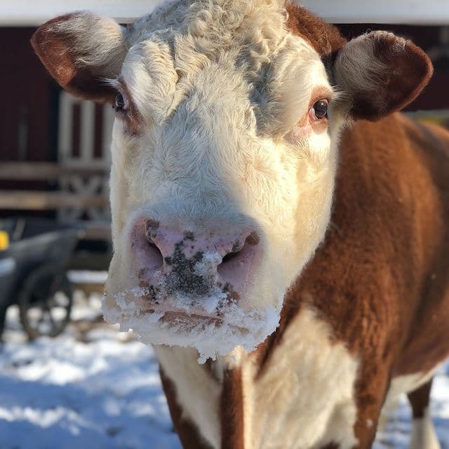 Cow