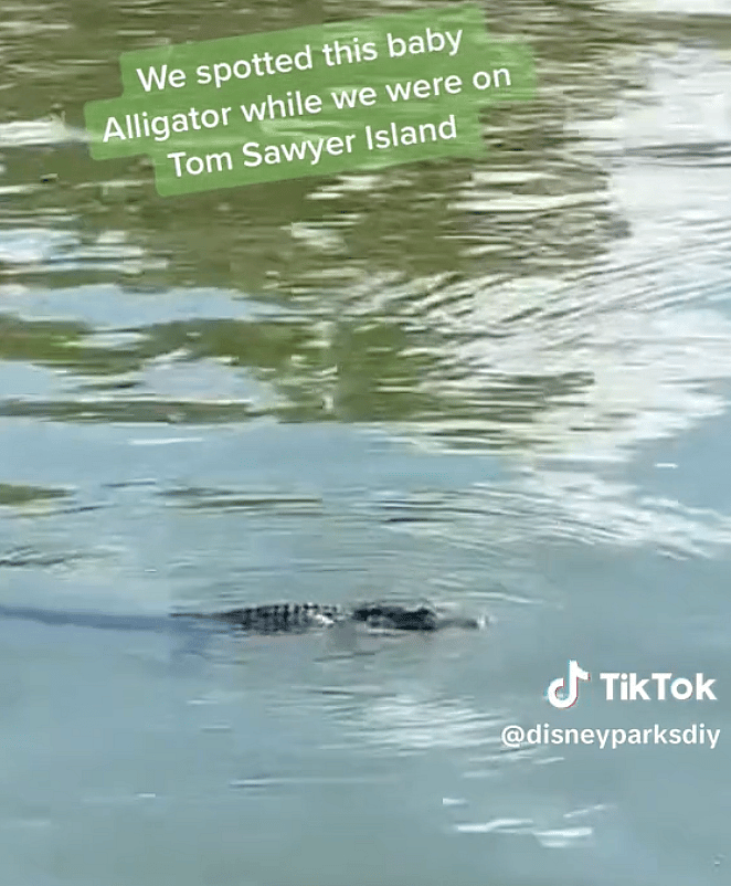 Baby Alligator Spotted Inside Magic Kingdom At Disney World