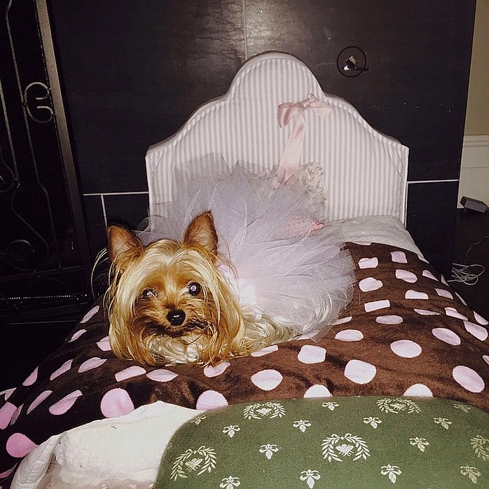 Britney Spears' dog Sara Beth