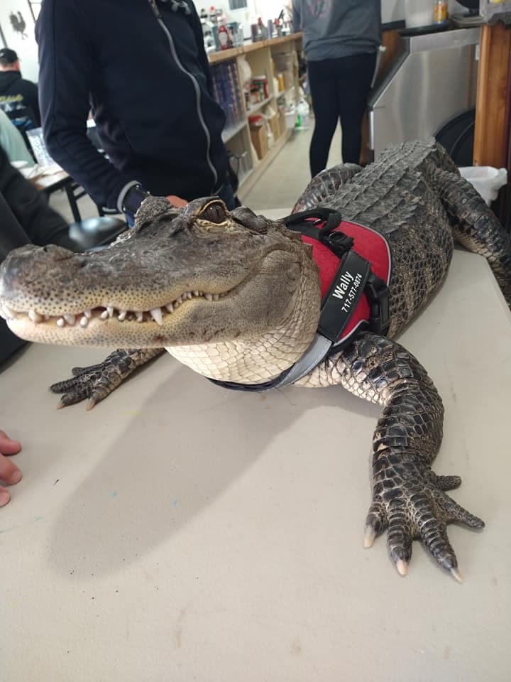 Wallygator