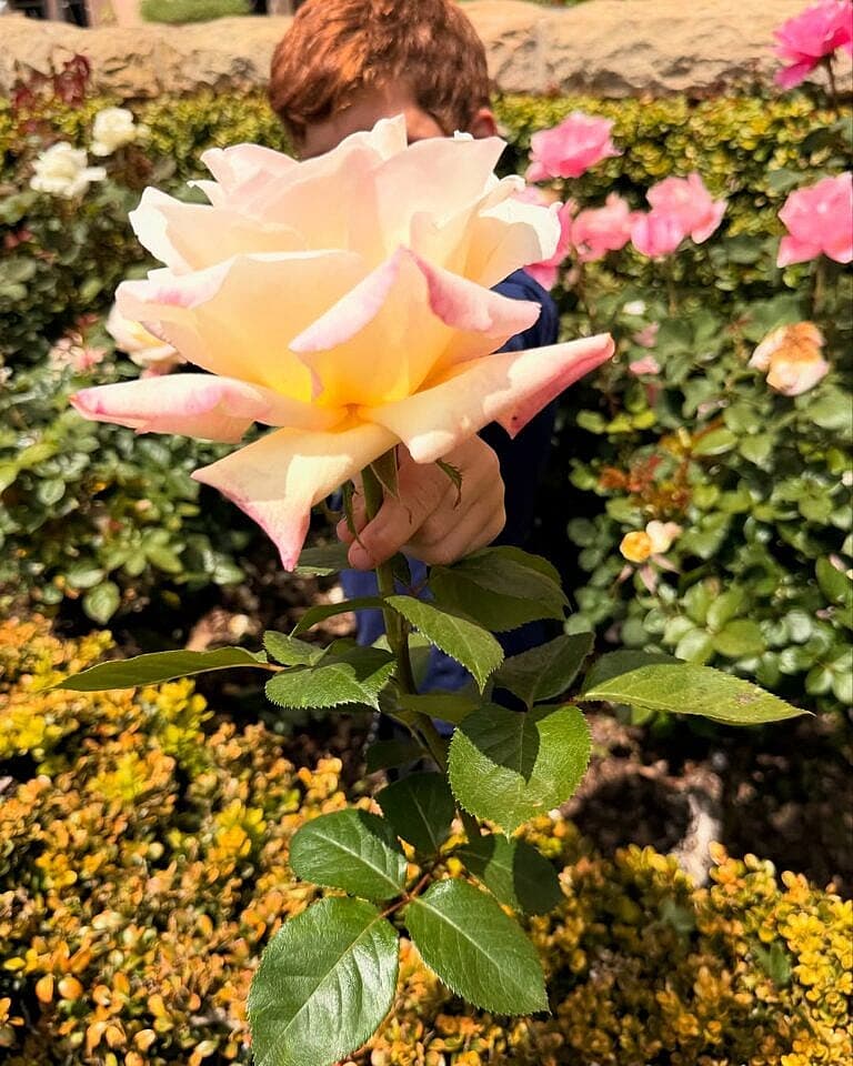 Prince Archie holds up a rose to the camera