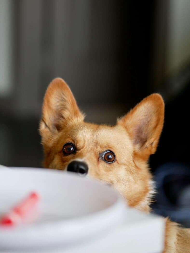 Aircorg