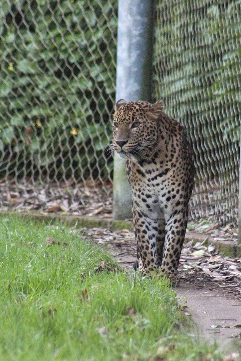 Leopard by a fence