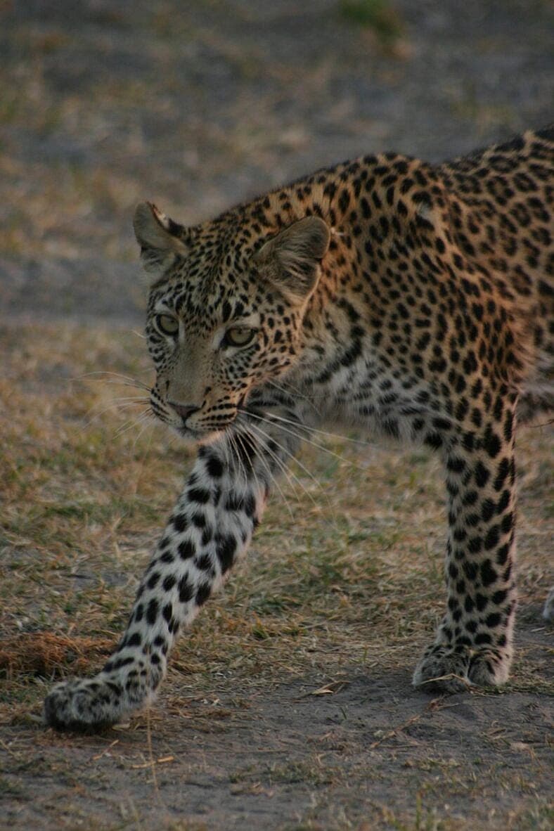 Leopard