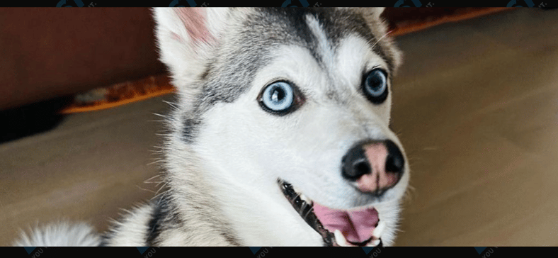 Sapphie the Pomsky