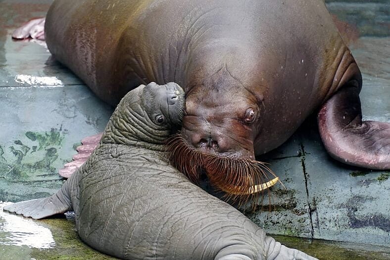 Adorable baby walrus born at SeaWorld Orlando.