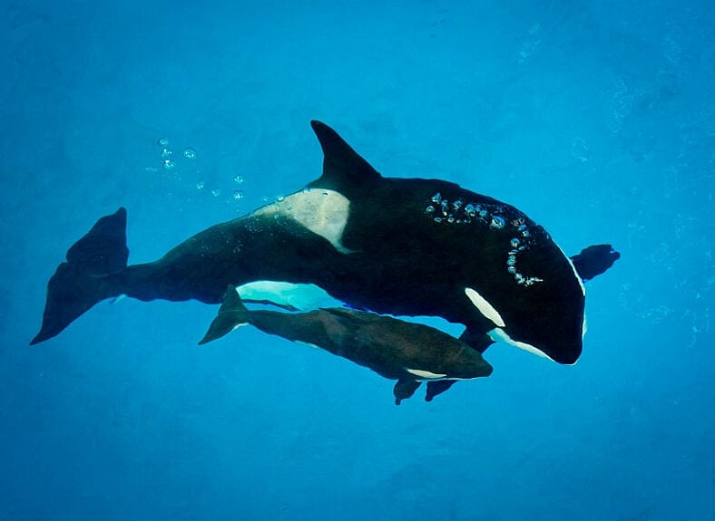 Seaworlds last killer whale born in captivity dies aged 3 months