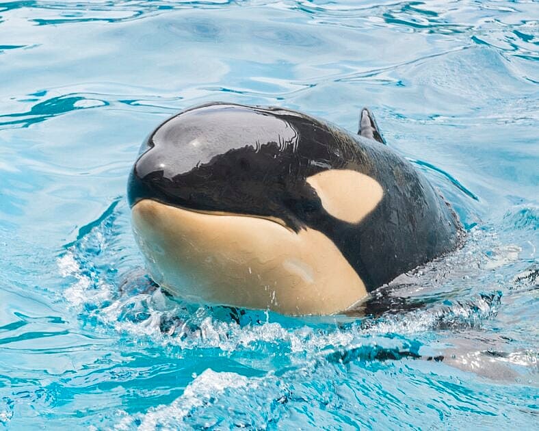 Killer whale that died suddenly at SeaWorld San Diego