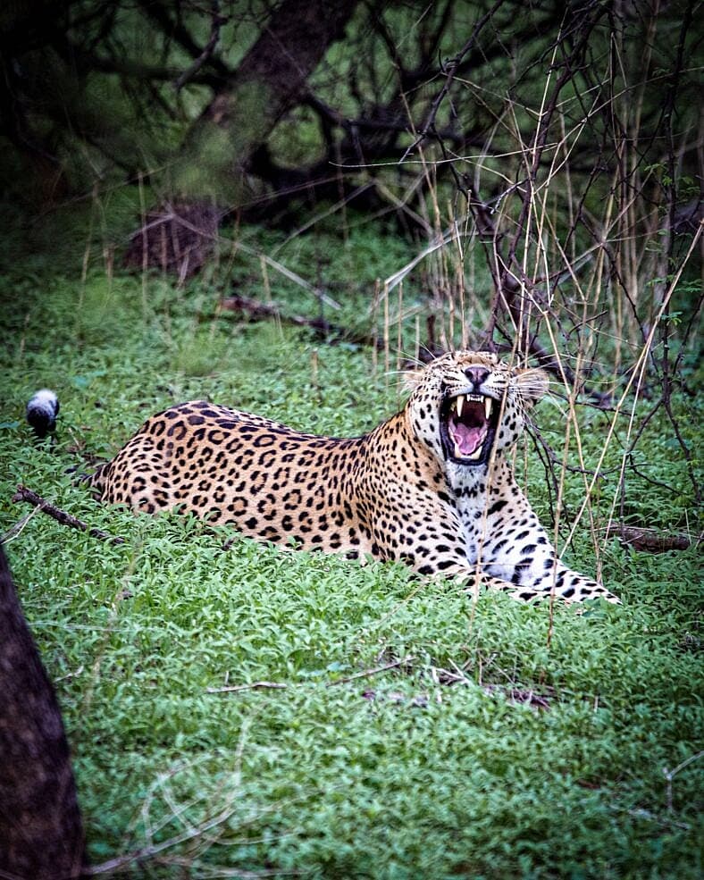 Leopard with it's mouth wide open