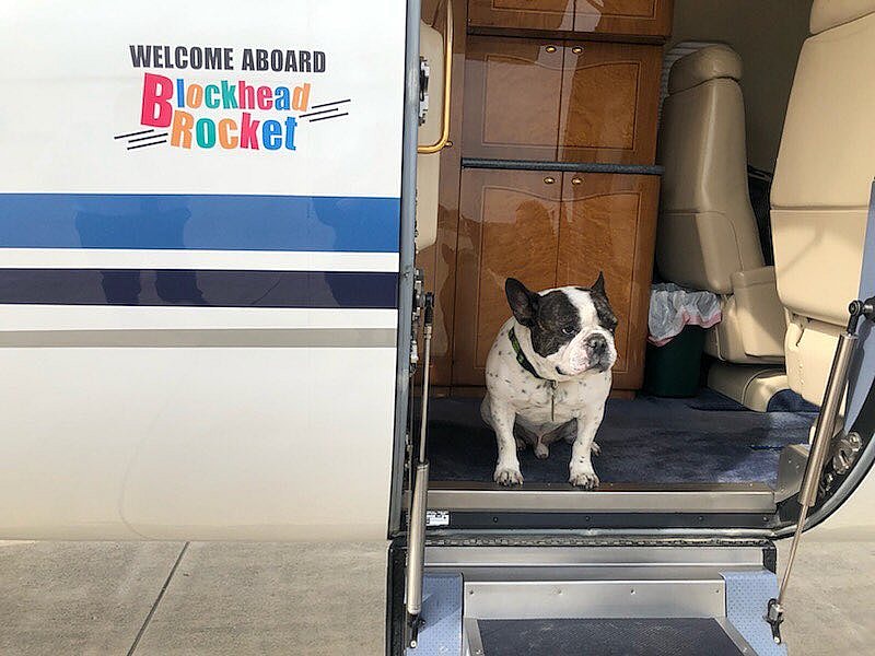 Donnie Wahlberg's dog Lumpy