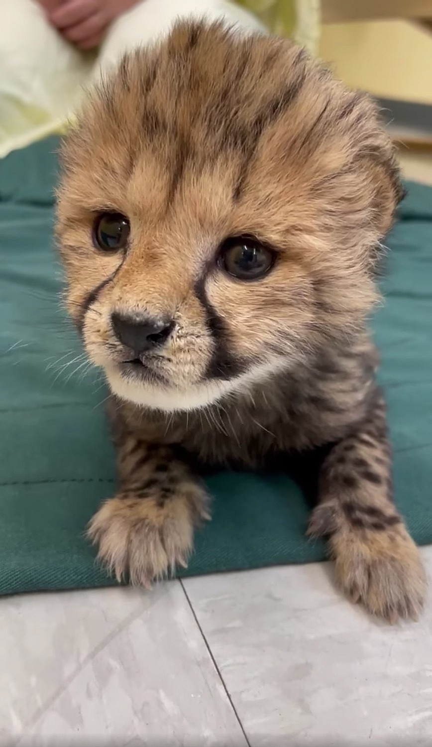 Cincinnati Zoo Shares Video Announcing Birth of Cheetah Cub