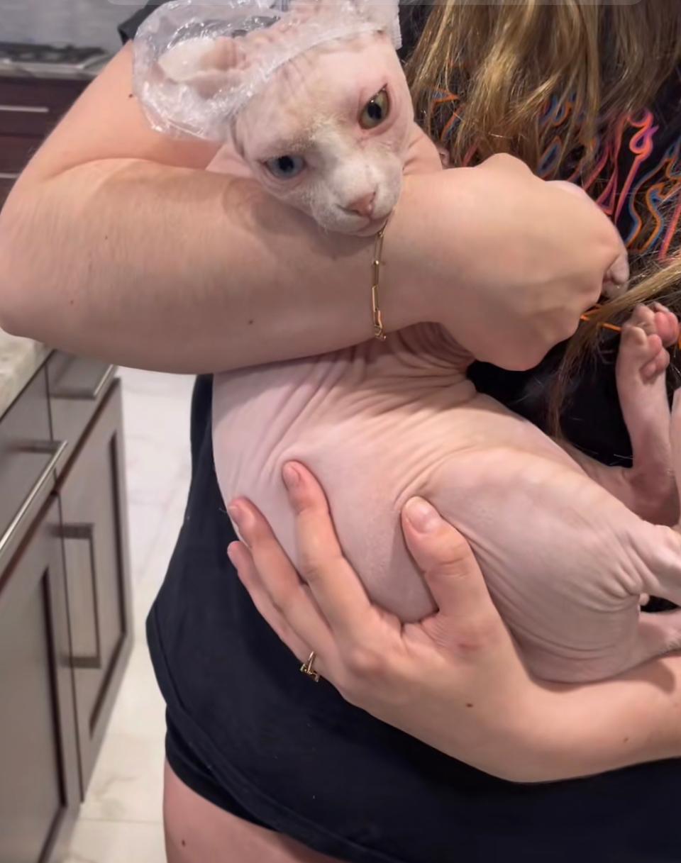 Bath time for Nudacris the TikTok famous sphynx